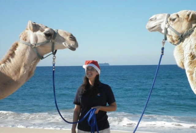  Camels on the beach 